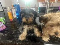 Ace, a male Yorkipoo for sale in Arlington, TX – 2 of 10