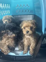 Recess, a male Yorkipoo for sale in Arlington, TX – 2 of 4