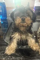 Ace, a male Yorkipoo for sale in Arlington, TX – 4 of 10