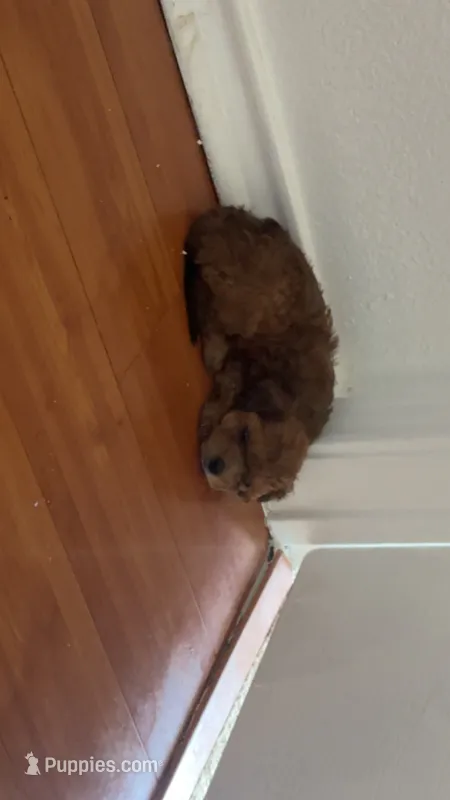 Bear – Yorkipoo puppy for sale in Arlington, TX