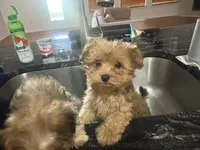 Recess, a male Yorkipoo for sale in Arlington, TX – 4 of 4