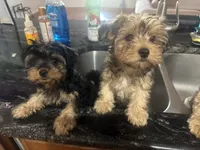 Ace, a male Yorkipoo for sale in Arlington, TX – 6 of 10