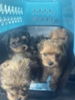 Ace, a male Yorkipoo for sale in Arlington, TX – 9 of 10