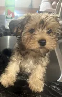 Sapphire , a female Yorkipoo for sale in Arlington, TX – 1 of 8