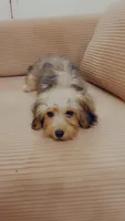 Sapphire , a female Yorkipoo for sale in Arlington, TX – 3 of 8