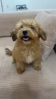 Tiny Bear , a male Yorkipoo for sale in Arlington, TX – 8 of 10