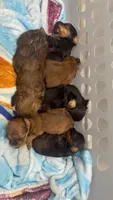 Bear, a male Yorkipoo for sale in Arlington, TX – 4 of 6