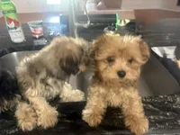 Recess, a male Yorkipoo for sale in Arlington, TX – 3 of 4