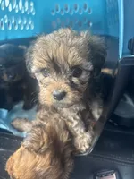 Sapphire , a female Yorkipoo for sale in Arlington, TX – 8 of 8