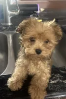 Recess, a male Yorkipoo for sale in Arlington, TX – 1 of 4