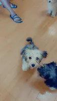 Sapphire , a female Yorkipoo for sale in Arlington, TX – 7 of 8