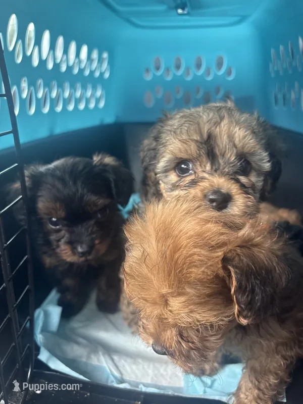 Sapphire  – Yorkipoo puppy for sale in Arlington, TX