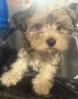 Sapphire , a female Yorkipoo for sale in Arlington, TX – 3 of 8