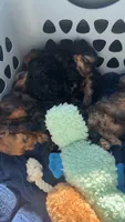 Bear, a male Yorkipoo for sale in Arlington, TX – 3 of 6