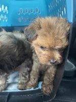 Bear, a male Yorkipoo for sale in Arlington, TX – 6 of 6