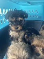 Ace, a male Yorkipoo for sale in Arlington, TX – 7 of 10