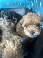 Bear, a male Yorkipoo for sale in Arlington, TX – 1 of 6