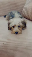 Sapphire , a female Yorkipoo for sale in Arlington, TX – 2 of 8