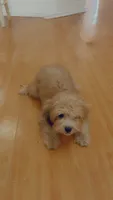 Tiny Bear , a male Yorkipoo for sale in Arlington, TX – 6 of 10