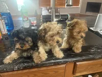 Ace, a male Yorkipoo for sale in Arlington, TX – 8 of 10
