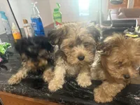 Sapphire , a female Yorkipoo for sale in Arlington, TX – 6 of 8