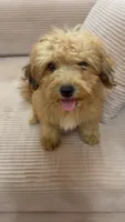 Tiny Bear , a male Yorkipoo for sale in Arlington, TX – 10 of 10