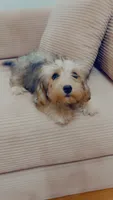 Sapphire , a female Yorkipoo for sale in Arlington, TX – 6 of 8
