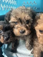 Sapphire , a female Yorkipoo for sale in Arlington, TX – 4 of 8