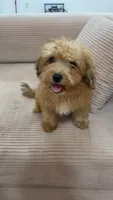 Tiny Bear , a male Yorkipoo for sale in Arlington, TX – 5 of 10
