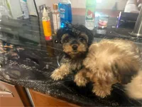 Ace, a male Yorkipoo for sale in Arlington, TX – 1 of 10