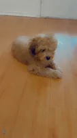 Tiny Bear , a male Yorkipoo for sale in Arlington, TX – 7 of 10