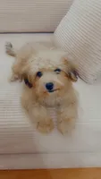 Tiny Bear , a male Yorkipoo for sale in Arlington, TX – 3 of 10