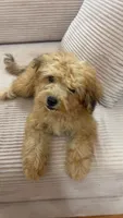 Tiny Bear , a male Yorkipoo for sale in Arlington, TX – 9 of 10
