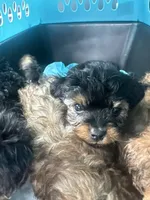 Ace, a male Yorkipoo for sale in Arlington, TX – 5 of 10