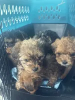 Bear, a male Yorkipoo for sale in Arlington, TX – 5 of 6