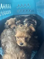 Ace, a male Yorkipoo for sale in Arlington, TX – 10 of 10