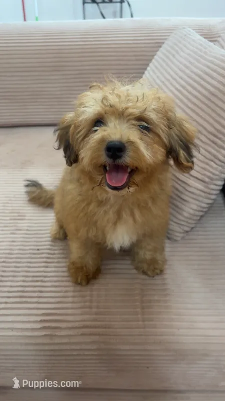 Bear – Yorkipoo puppy for sale in Arlington, TX