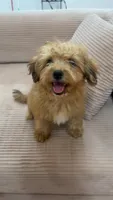 Tiny Bear , a male Yorkipoo for sale in Arlington, TX – 2 of 10