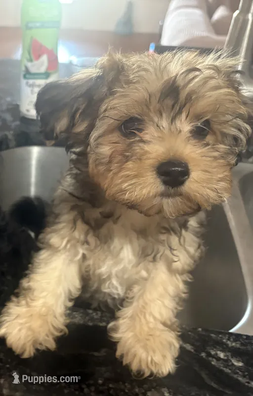 Sapphire  – Yorkipoo puppy for sale in Arlington, TX