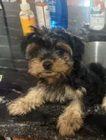 Ace, a male Yorkipoo for sale in Arlington, TX – 3 of 10