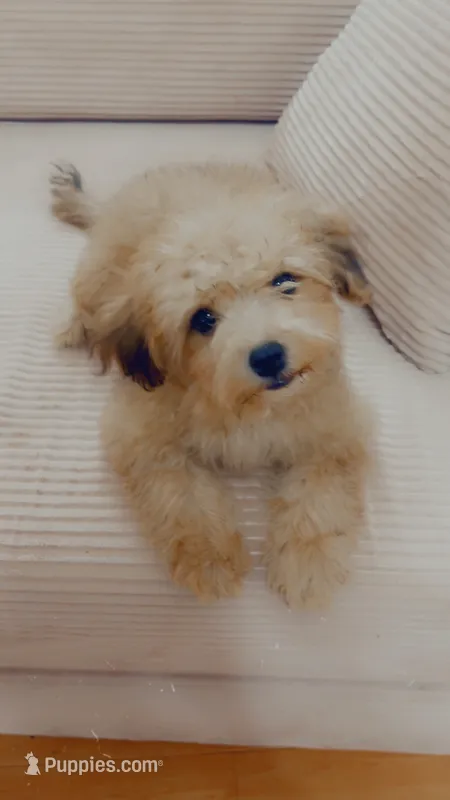 Bear – Yorkipoo puppy for sale in Arlington, TX