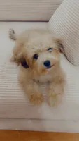 Tiny Bear , a male Yorkipoo for sale in Arlington, TX – 1 of 10