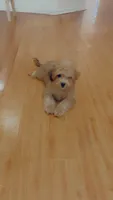 Tiny Bear , a male Yorkipoo for sale in Arlington, TX – 4 of 10