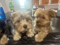 Sapphire , a female Yorkipoo for sale in Arlington, TX – 5 of 8