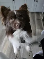 Dyna, a female Pomeranian for sale in Newell, WV – 10 of 10
