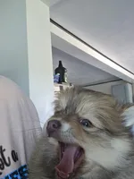 Dyna, a female Pomeranian for sale in Newell, WV – 6 of 10