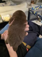 Pugsly Jr. , a male Pomeranian for sale in Newell, WV – 2 of 4
