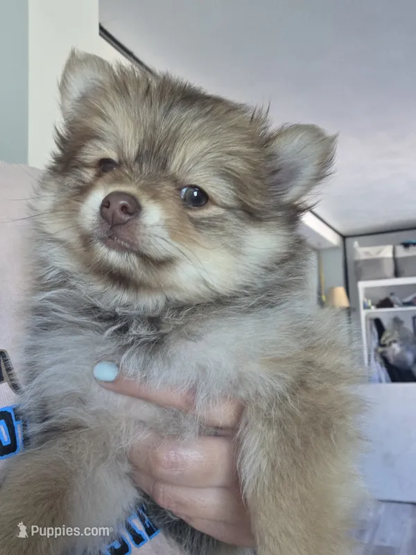 Dyna – Pomeranian puppy for sale in Newell, WV