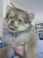 Dyna, a female Pomeranian for sale in Newell, WV – 1 of 10