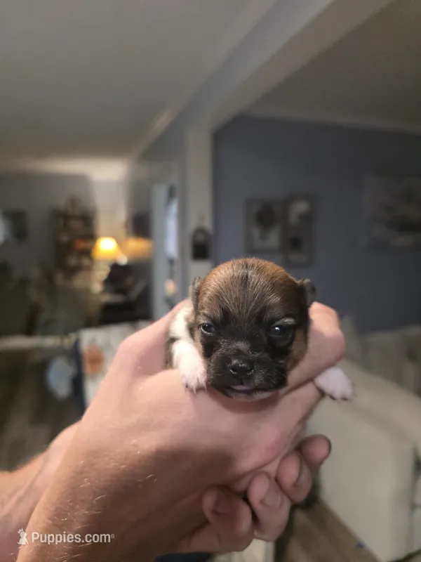 Mocha – Pomeranian puppy for sale in Newell, WV